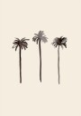 Palm Trees Ink Plakat / 21x30cm