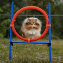 Trixie Agility Ring Hopp Hinder i Blå og Oransje - Til Hundetrening