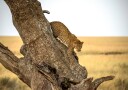Leopard Descending Tree Plakat / 40x50