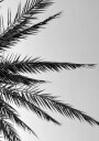 Palm Leaves Plakat Plakat / 100x150cm