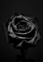 Black Rose Plakat Plakat / 21x30cm