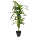 Mr Plant Dracena Tre 100 cm