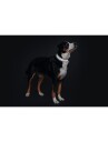 - Hund Halsbånd Kobbel & Sele Hundehalsbånd Hunter