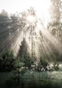 Sunrise in Forest Plakat Plakat / 100x150cm