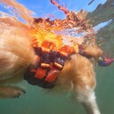 Non-Stop Dogwear Protector Redningsvest til hund Oransje/Svart - Optimal oppdrift og stabilitet