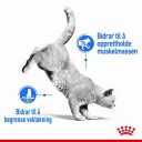 Royal Canin Light Weight Care Våtfôr til Katt i Saus 12 x 85 g