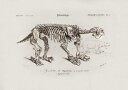Megatherium Plakat / 100x150