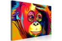 Tavle Colourful Orangutan 1 Part Wide 120X80 Artgeist sp. z o. o.