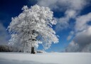 White Windbuche in Black Forest Plakat / 50x70cm