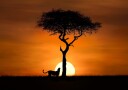 Cheetah at dawn Plakat Plakat / 100x150cm