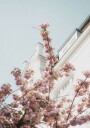 Cherry Blossom Plakat Plakat / 70x100cm