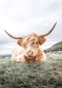 Highland Cow Chilling Plakat Plakat / 70x100cm