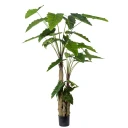 Mr Plant Alocasia tre 200 cm