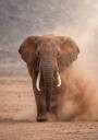 Powerful Dusty Elephant Plakat / 30x40