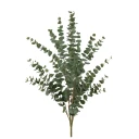 Mr Plant Eukalyptus Kvist 120 cm