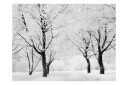 Fototapet Tree Winter Landscape 250x193 - Artgeist sp. z o. o.