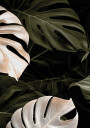 Golden Monstera №1 Plakat Plakat / 100x150cm