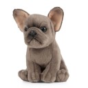 Fransk Bulldog Valp Kosedyr | Living Nature