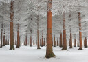 magical forest Plakat Plakat / 70x100cm