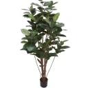 Mr Plant Ficus Robusta 180 cm