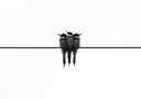 Birds On Wire Plakat Plakat / 40x50cm