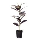 Mr Plant Ficus Elastica Potteplante 80 cm