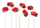 Ladybird Poppies Poster Plakat / 30x40cm