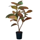 Mr Plant Fiken Elastica 90 cm