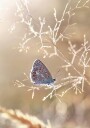Icarus Butterfly On Sunshine Plakat Plakat / 30x40cm