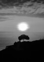 One Tree At Sunset Plakat Plakat / 100x150cm