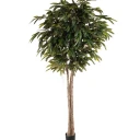 Mr Plant Longifolia tre 260 cm