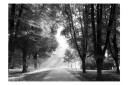 Fototapet Path Of Memories 100x70 - Artgeist sp. z o. o.