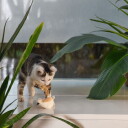 Beeztees Eco Cat Chicho Fugl