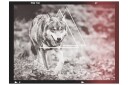 Fototapet Wolf Photo 300x231 - Artgeist sp. z o. o.