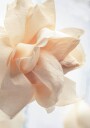 Beige Rose Plakat Plakat / 100x150cm