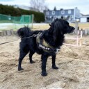 Camo Julius-K9 Idc Hundesele