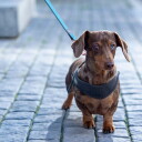 Rogz Urban Fast-Fit Hundesele for Små Hunder - Turkis