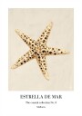 Estrella De Mar Plakat Plakat / 100x150cm