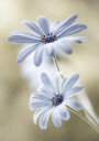 Cape daisies Plakat Plakat / 70x100cm
