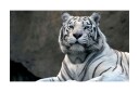 Fototapet Bengali Tiger Zoo 450x270 - Artgeist sp. z o. o.
