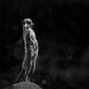 The meerkat Plakat Plakat / 40x40cm