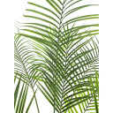 Europalms Areca Palm With Big Leaves 185cm