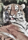 Majestic Tiger Plakat Plakat / 30x40cm