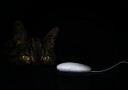 Cat"s Curious Gaze Plakat / 100x150