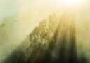 Foggy Woods III Plakat / 100x150cm