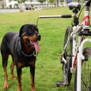 Sykkelfeste Til Hund 50-93Cm