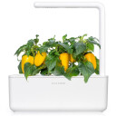 Click and Grow Refill Yellow Sweet Pepper, 3-pakning