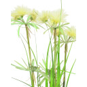 Europalms Star Grass, 120cm