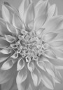 Flower Plakat Plakat / 100x150cm