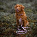 Tyylivoitto Classy Hundehalsbånd Stor Modell Lila (L)